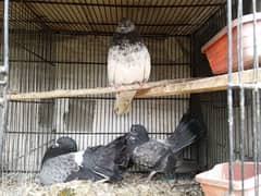pigeon for sale