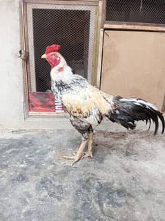 Breeder jawa healthy and active