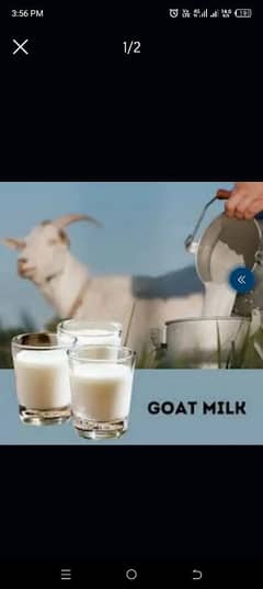 fresh goat milk  big offer