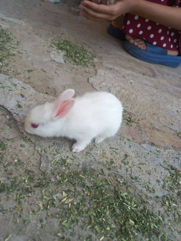 rabbit baby 0