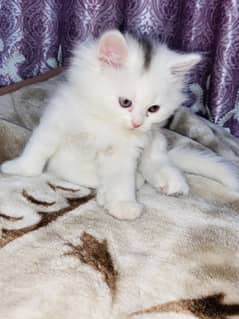 Persian and punch face breed