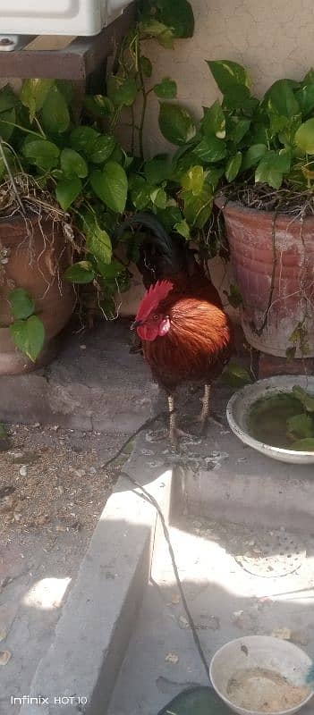 desi hen  emargency sale 0