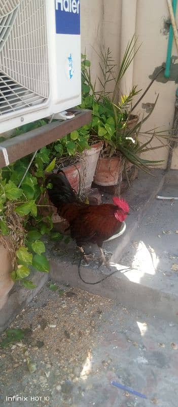 desi hen  emargency sale 1