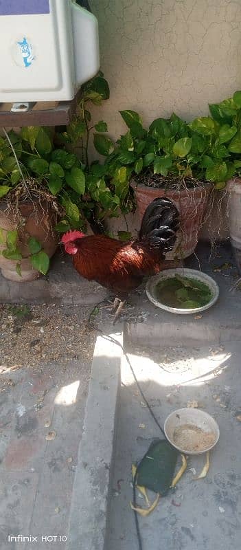 desi hen  emargency sale 2