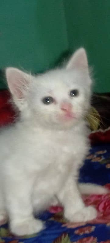 Persian cat White color odd eye's 2