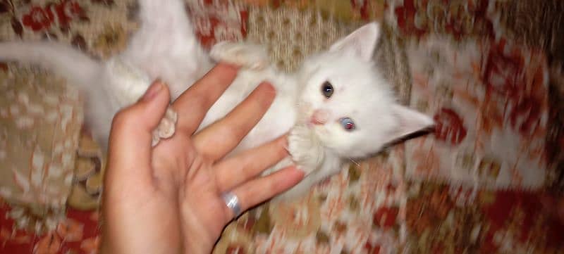 Persian cat White color odd eye's 3