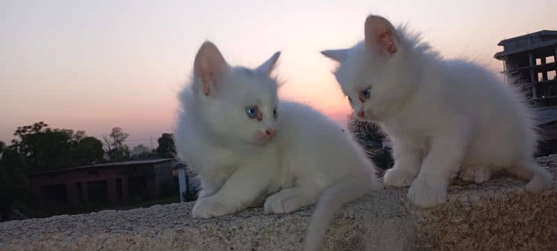 Persian cat White color odd eye's 4