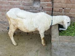 kajla