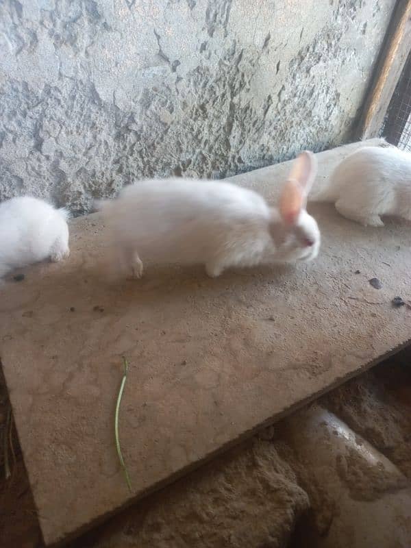 rabbit baby 1