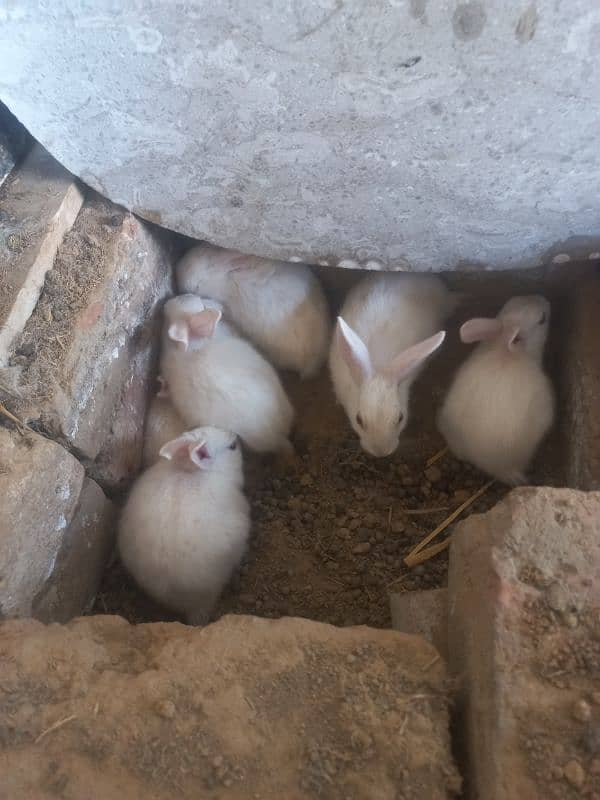 rabbit baby 2