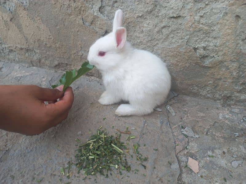 rabbit baby 3