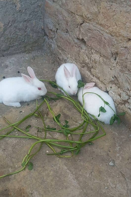 rabbit baby 4