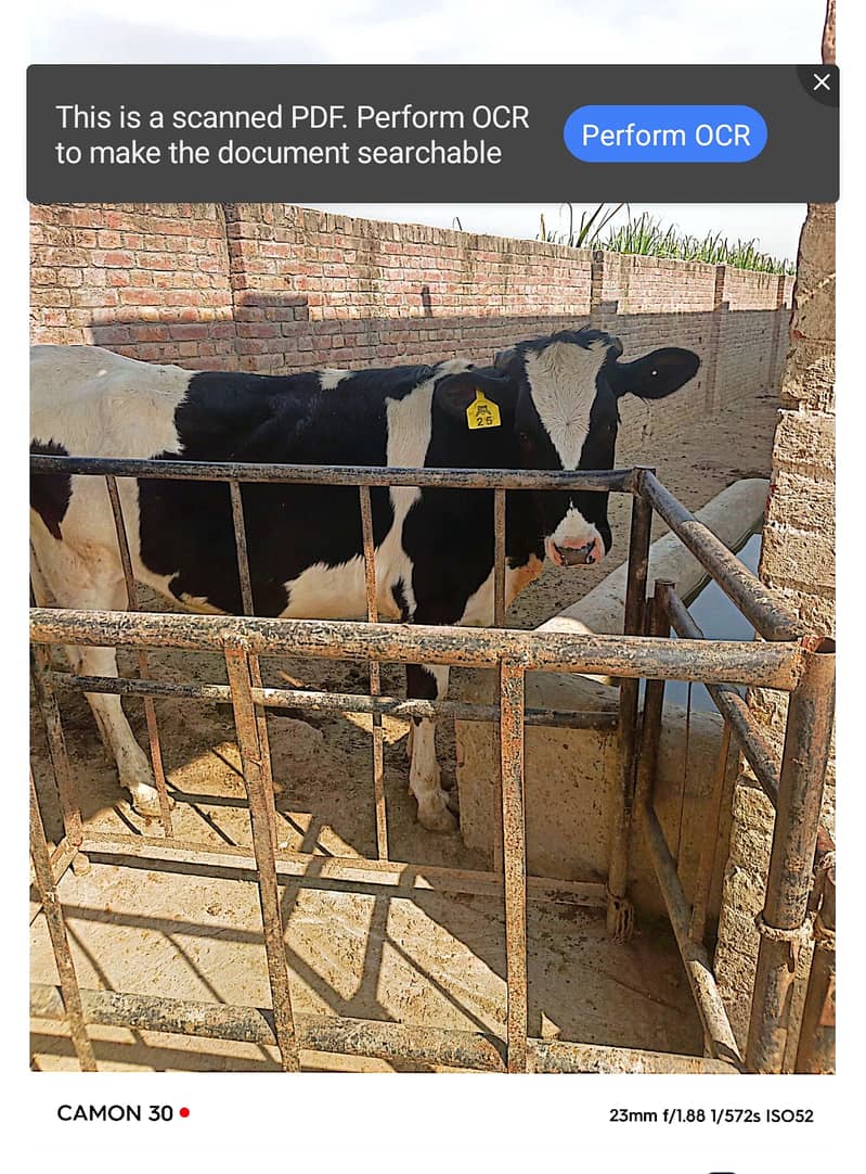 Pure Australian heifer for sale 0