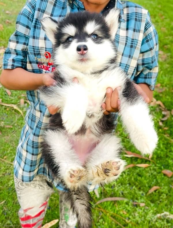 Microchip Siberian Husky Pup 0