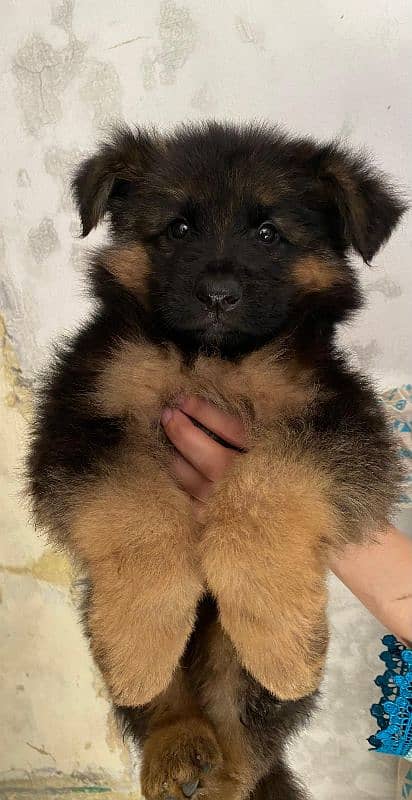 Pedigree parents(pups Non-ped)  Black mask Long Coat (Triple coat) 0