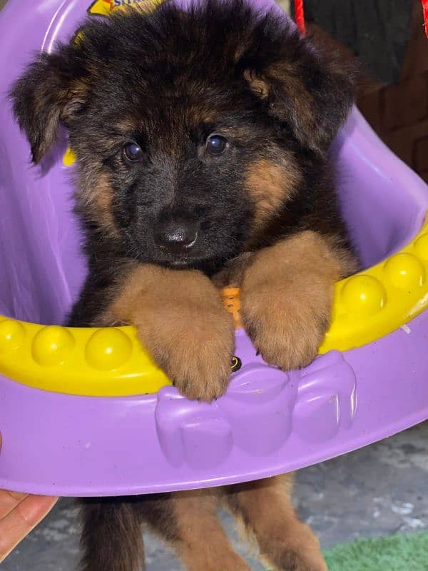 Pedigree parents(pups Non-ped)  Black mask Long Coat (Triple coat) 1