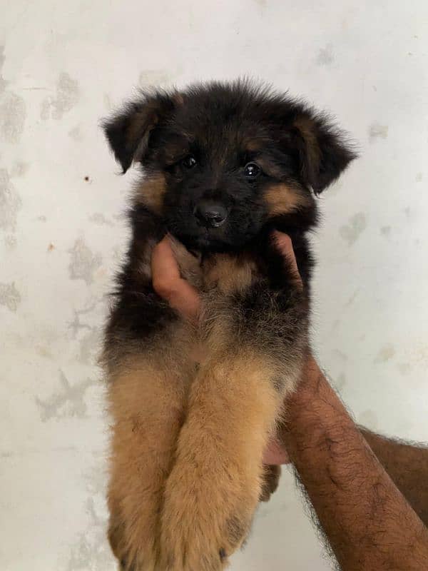 Pedigree parents(pups Non-ped)  Black mask Long Coat (Triple coat) 2