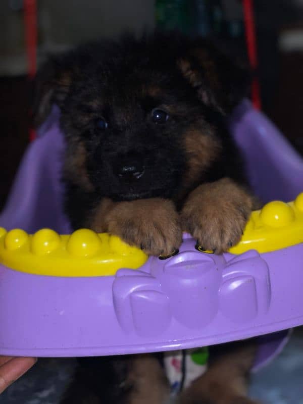 Pedigree parents(pups Non-ped)  Black mask Long Coat (Triple coat) 3