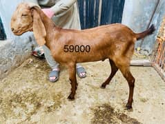 Qurbani