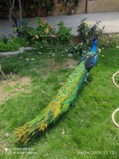 blue