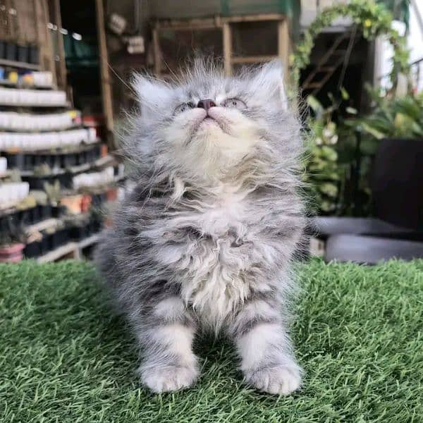 PERSIAN KITTEN FOR SALE ONly contact whatup 03292450497 0