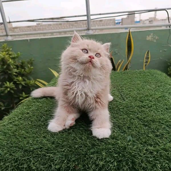 PERSIAN KITTEN FOR SALE ONly contact whatup 03292450497 1
