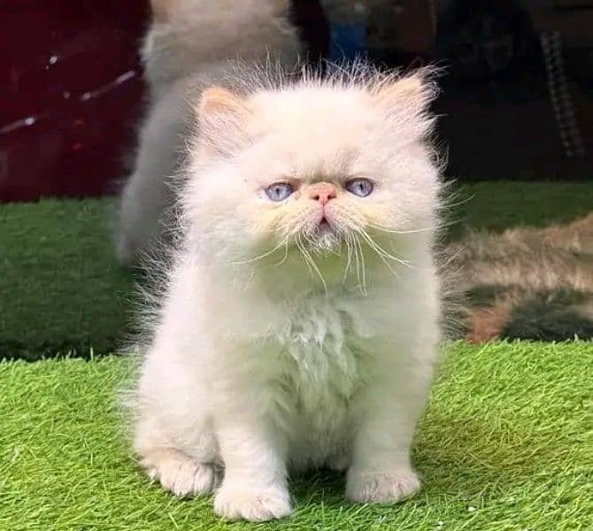 PERSIAN KITTEN FOR SALE ONly contact whatup 03292450497 3