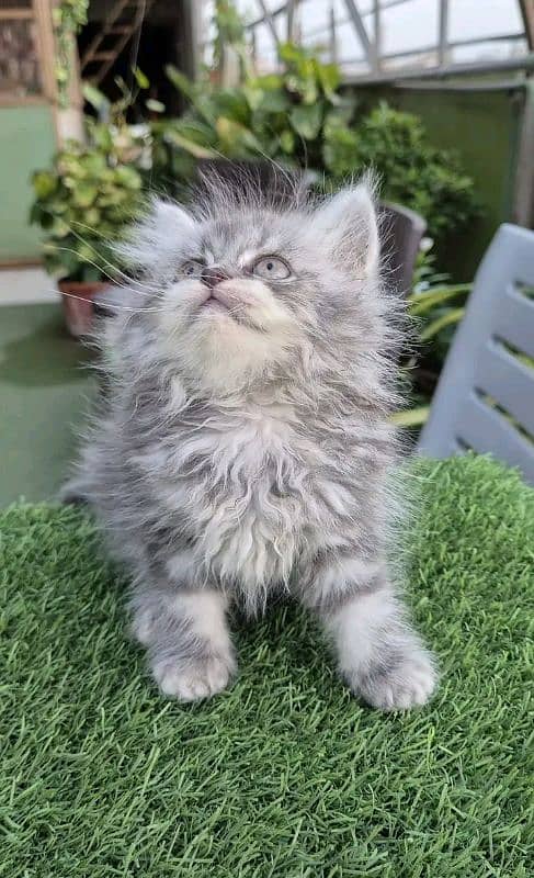 PERSIAN KITTEN FOR SALE ONly contact whatup 03292450497 4