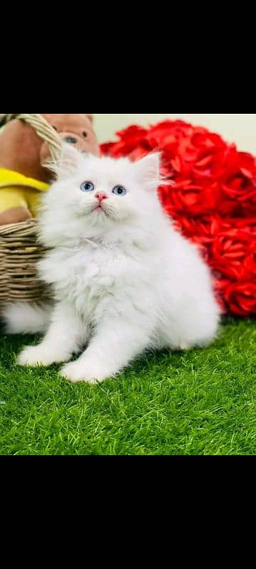 PERSIAN KITTEN FOR SALE ONly contact whatup 03292450497 7