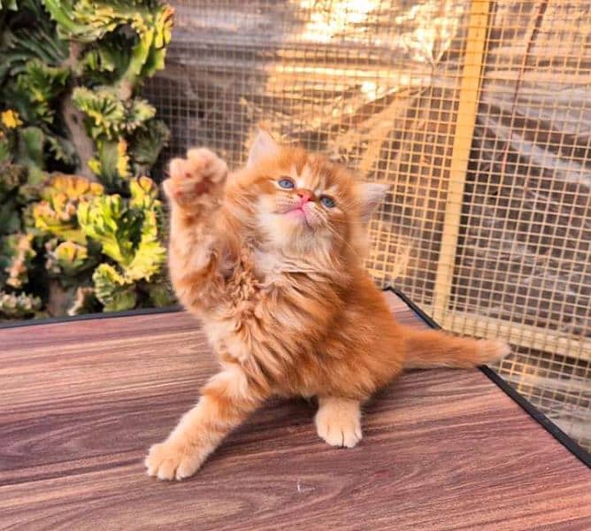 PERSIAN KITTEN FOR SALE ONly contact whatup 03292450497 8