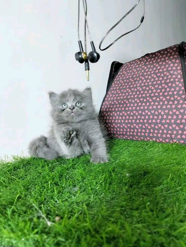 PERSIAN KITTEN FOR SALE ONly contact whatup 03292450497 9