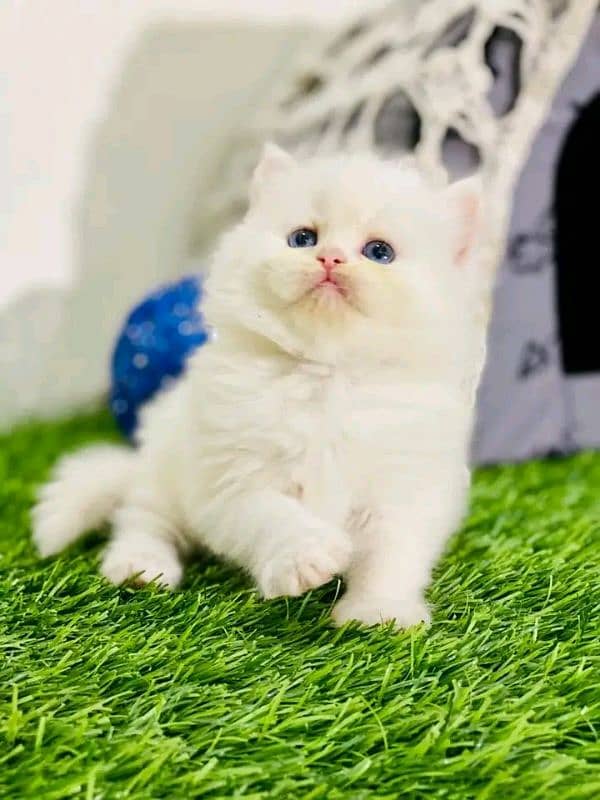 PERSIAN KITTEN FOR SALE ONly contact whatup 03292450497 10