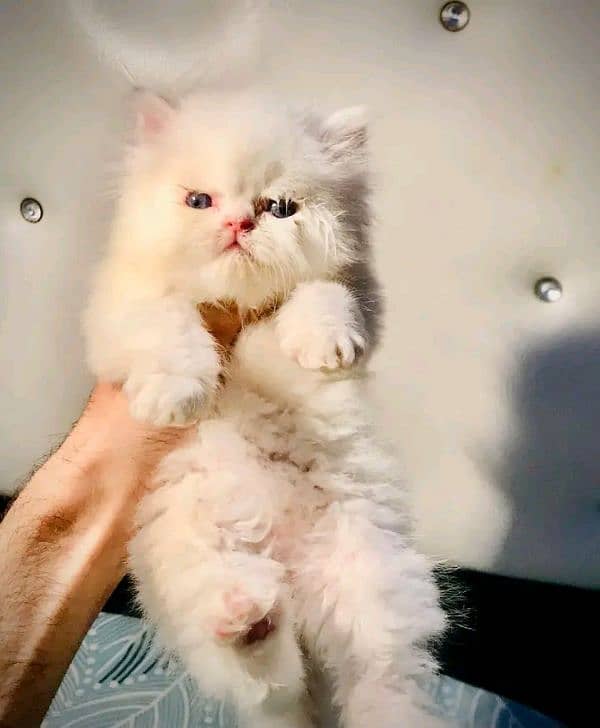 PERSIAN KITTEN FOR SALE ONly contact whatup 03292450497 12