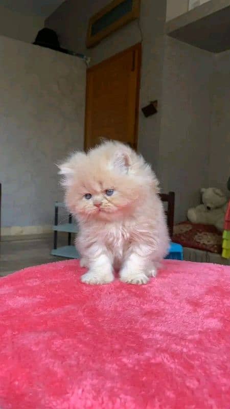 PERSIAN KITTEN FOR SALE ONly contact whatup 03292450497 13