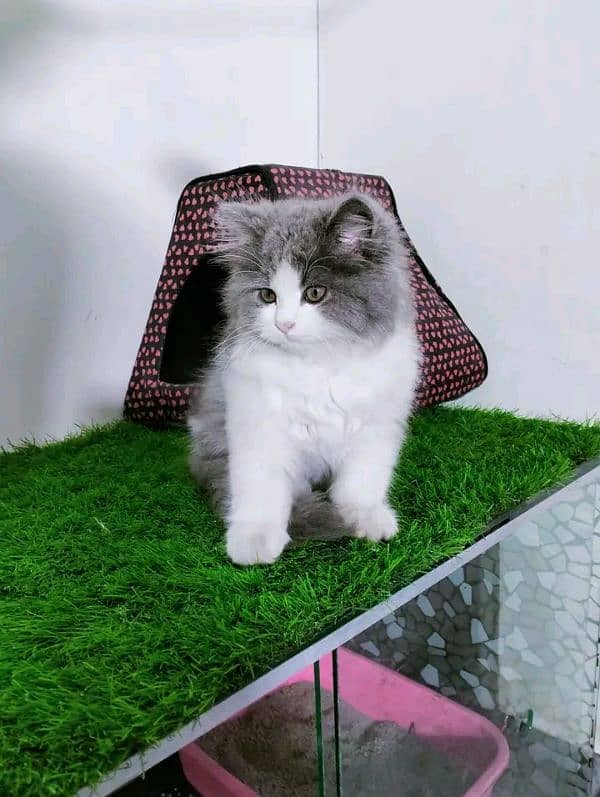 PERSIAN KITTEN FOR SALE ONly contact whatup 03292450497 14