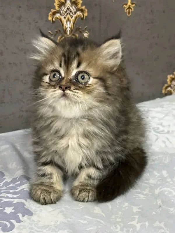 PERSIAN KITTEN FOR SALE ONly contact whatup 03292450497 15