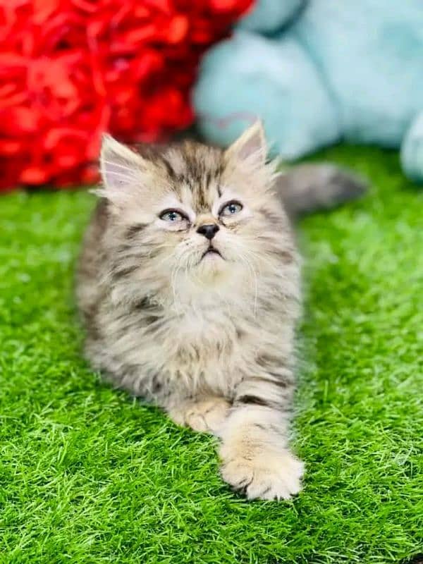 PERSIAN KITTEN FOR SALE ONly contact whatup 03292450497 16