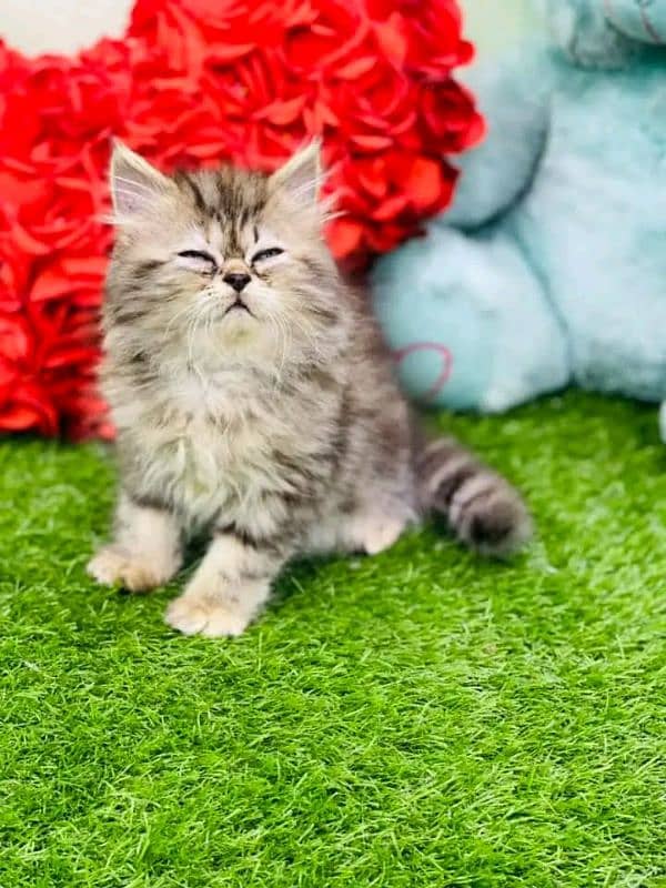PERSIAN KITTEN FOR SALE ONly contact whatup 03292450497 18