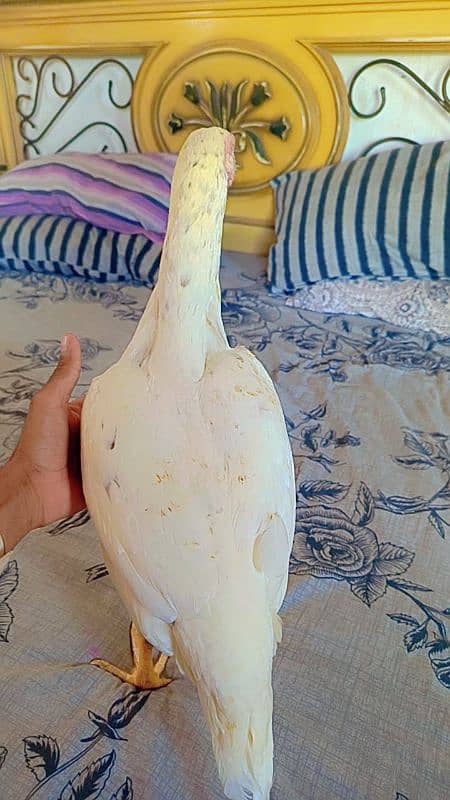 heeri female ready to egg exchange possible fawn Java 0
