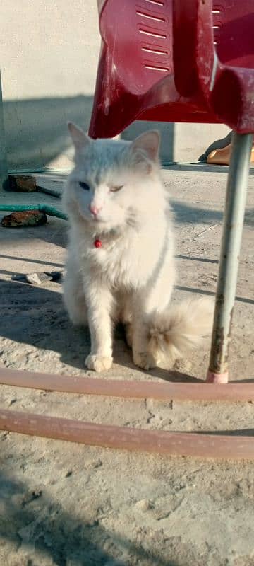 Persian cat male odd eyes what's app number 03125563382 0