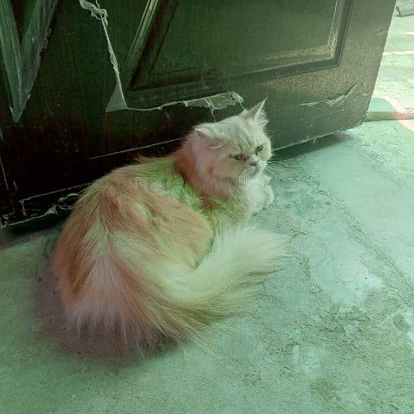punch face matting female for sale 0314.1261535 1