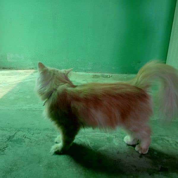 punch face matting female for sale 0314.1261535 2