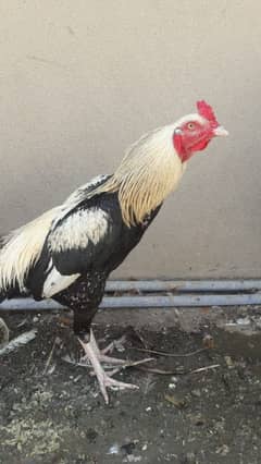 Aseel breeder males 110%