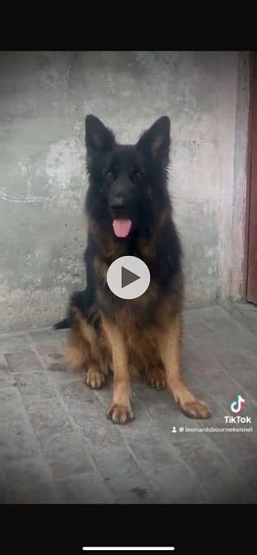 Pedigree parents(pups Non-ped)  Black mask Long Coat (Triple coat) 4