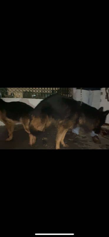 Pedigree parents(pups Non-ped)  Black mask Long Coat (Triple coat) 5