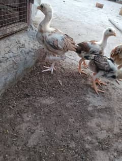 1 moths mia wali aseel baby