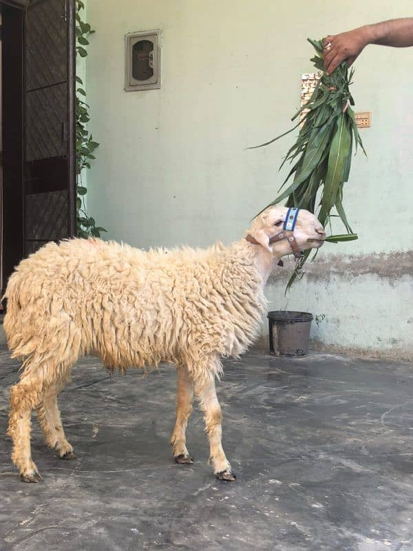 Male sheep for qurbani 0