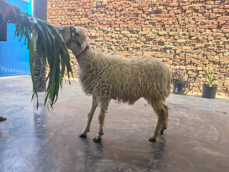 Male sheep for qurbani 1