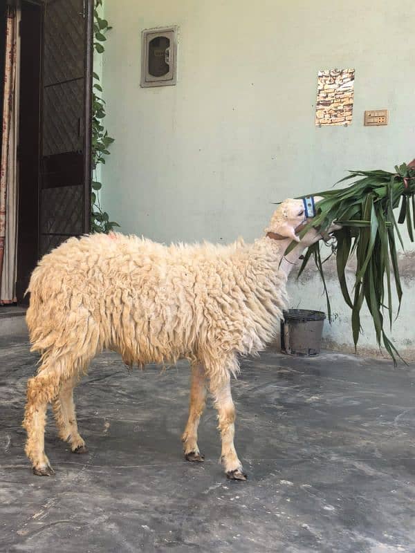 Male sheep for qurbani 2