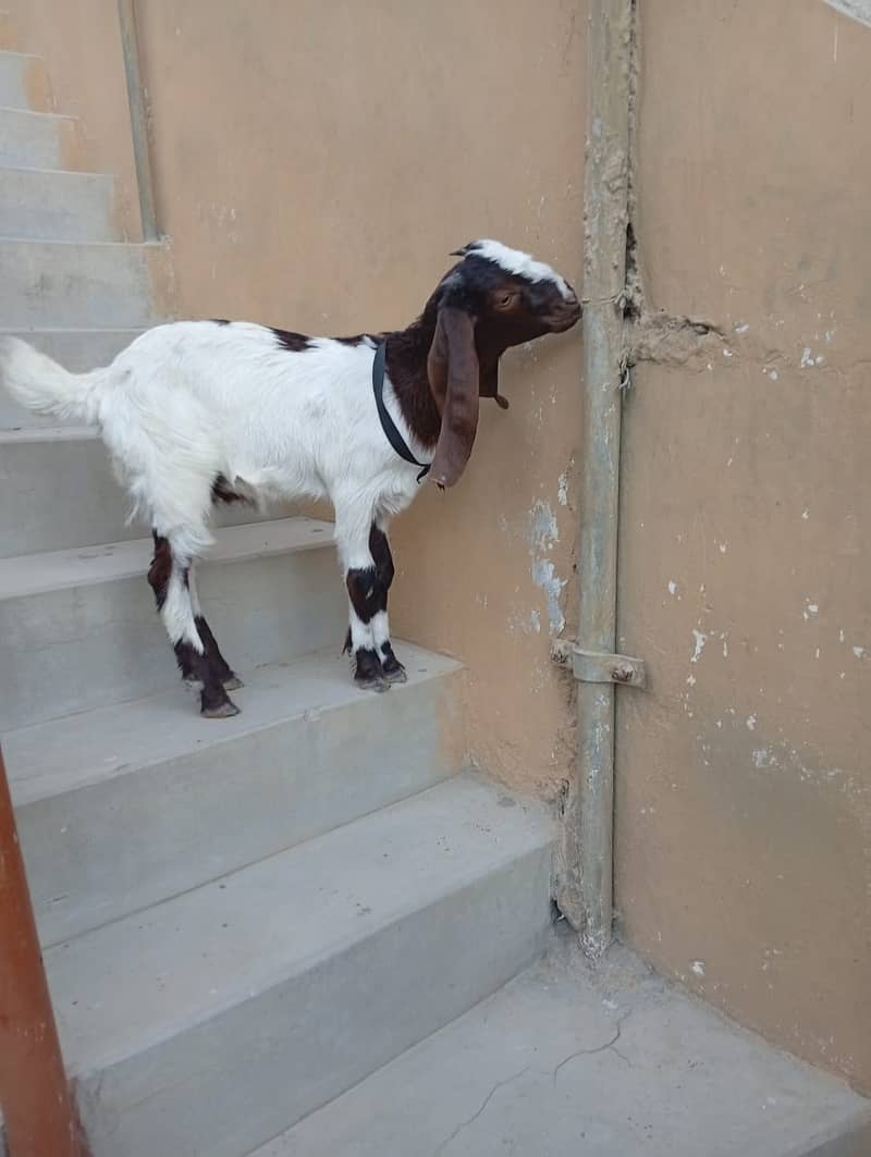 Bakra for Sale 0
